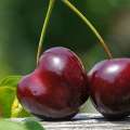 ABOUT IRANIAN CHERRY AND BENEFITS OF CHERRIES