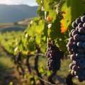 Iran’s Export Grape and its Popularity