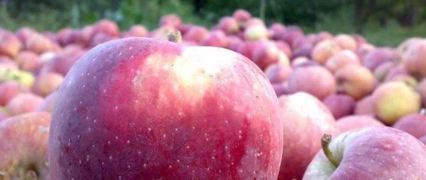 صادرات التفاح الإيراني أكثر من 760 مليون دولار خلال 9 أشهر