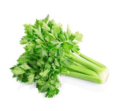 Export Persian Celery - Tokba Trading, Tokba Fresh Vegetables Producers