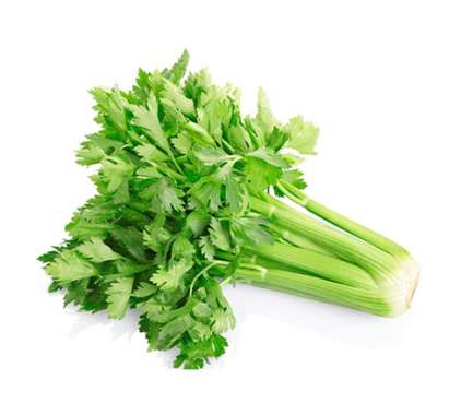 Export Persian Celery - Tokba Trading, Tokba Fresh Vegetables Producers