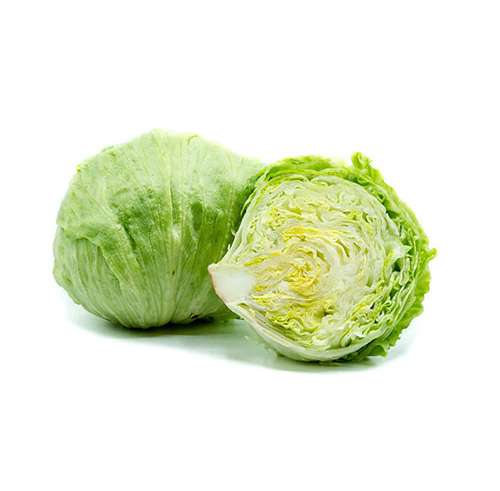 Export Persian Iceberg Lettuce - Tokba Trading, Tokba Fresh Vegetables Producers