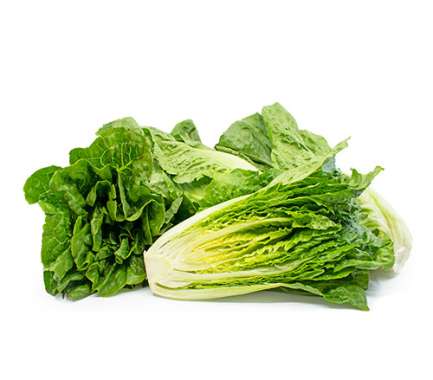 Export Persian Romaine Lettuce - Tokba Trading, Tokba Fresh Vegetables Producers