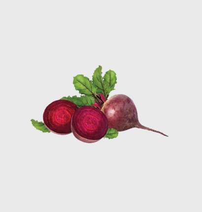 Export Persian Beet - Tokba Trading, Tokba Fresh Vegetables Producers