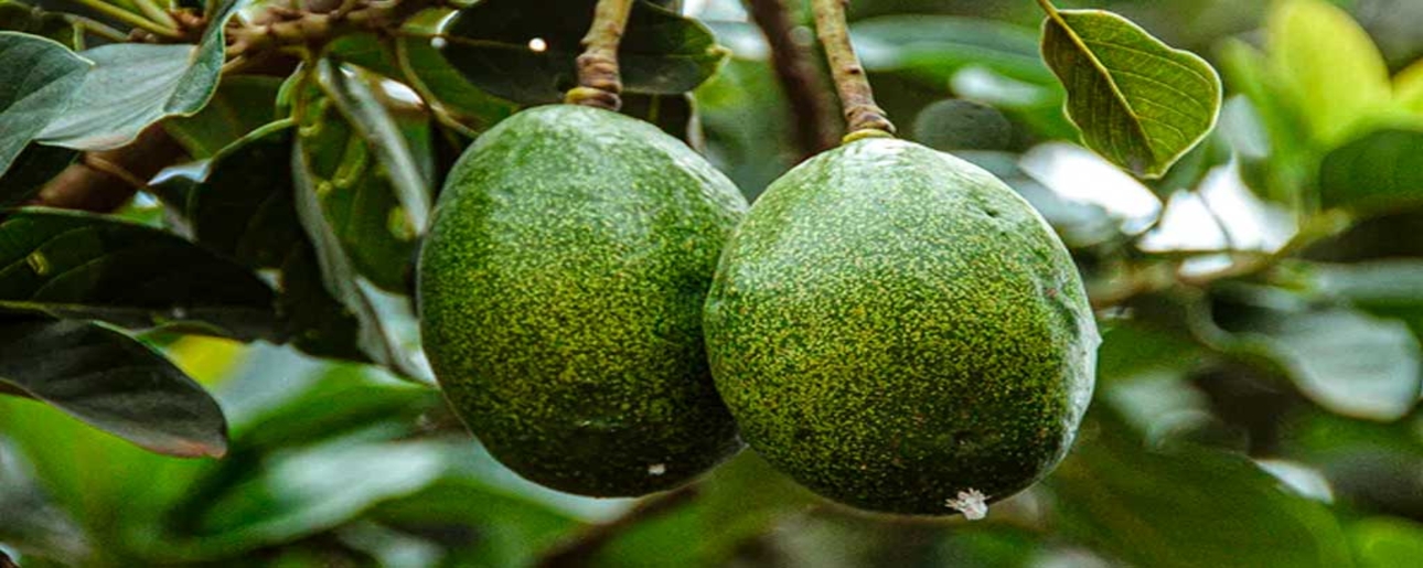 68% of the Peruvian avocado exported was sent to the Netherlands, the US, Spain, and
