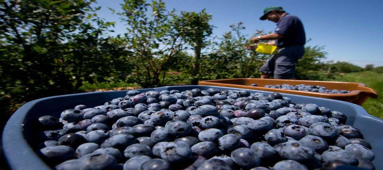Elite Agro introduces UAE-grown raspberries, blackberries, and strawberries