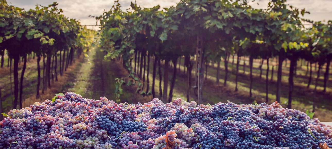 Tokba Trading - Global Overview Grapes