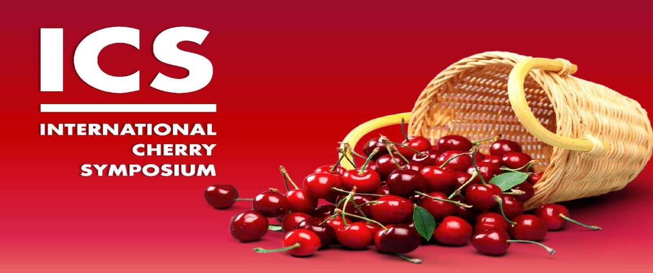 Tokba Trading - Italy to host International Cherry Symposium cherry events