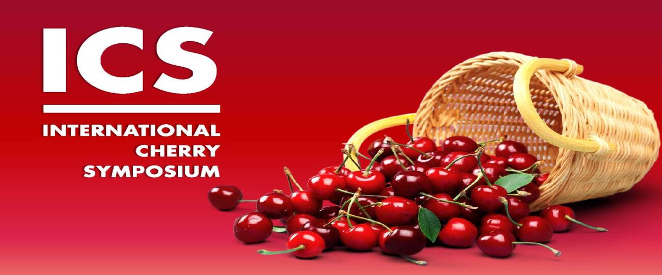 Tokba Trading - Italy to host International Cherry Symposium cherry events