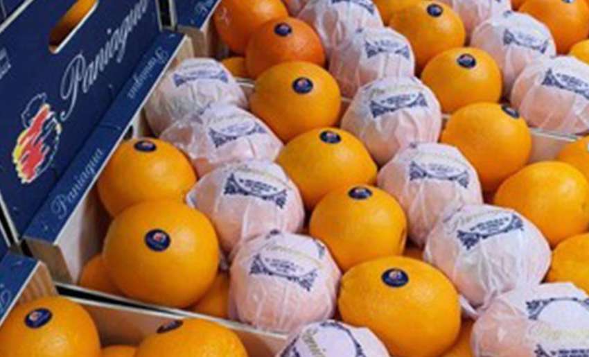 Italian companies pay really well for quality Spanish clementine