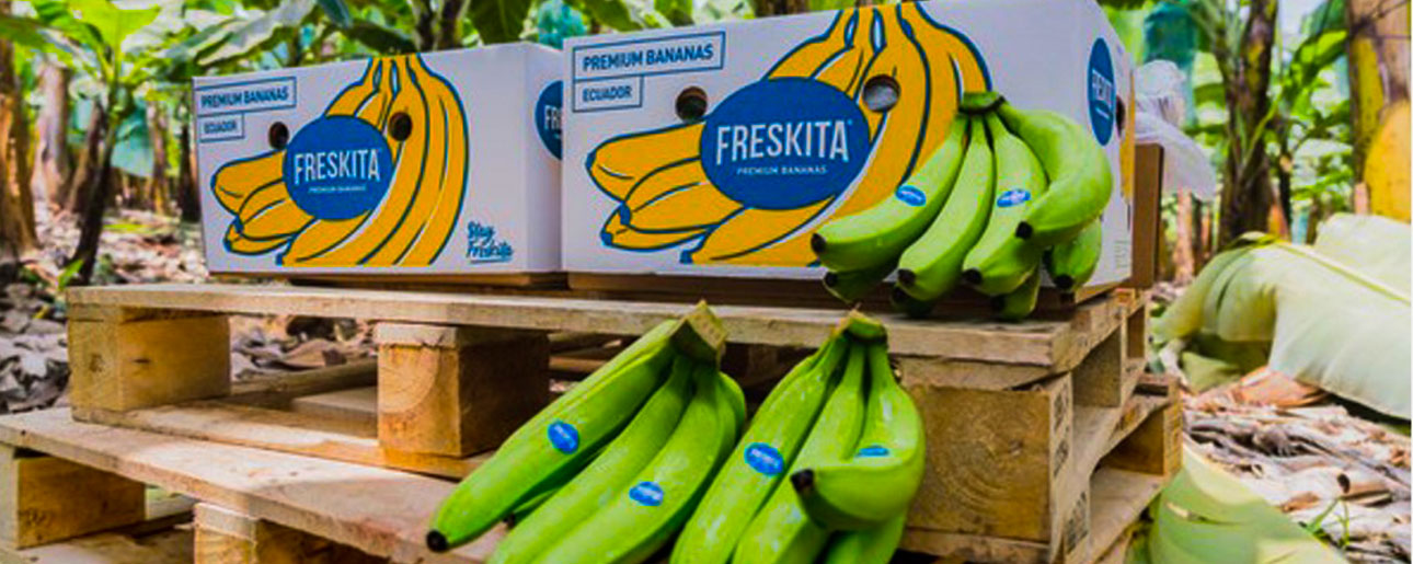 Ecuadorian banana exporter aiming for double-digit growth in sales