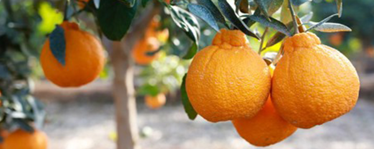 Expanded availability of Sumo Citrus this season