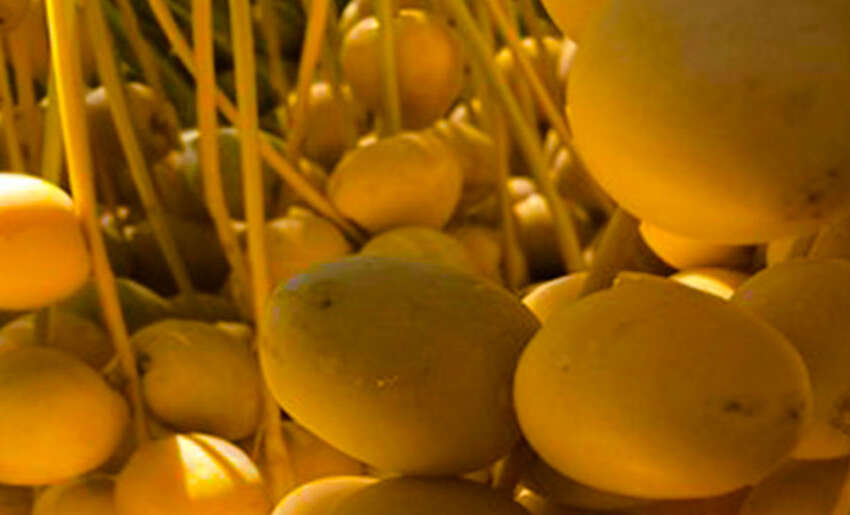 Current date market and demand very good for Israeli exporter