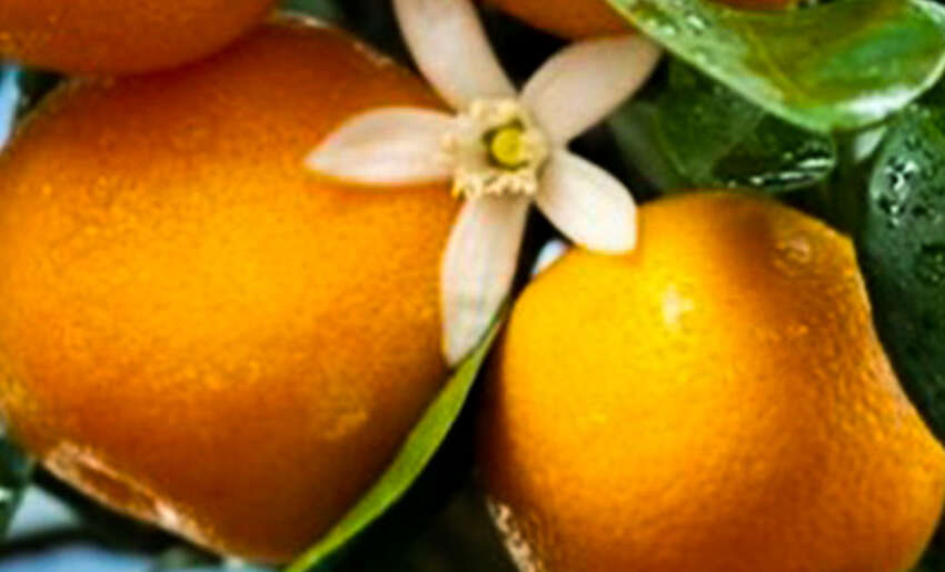 Prices coming down on Florida mandarins and oranges