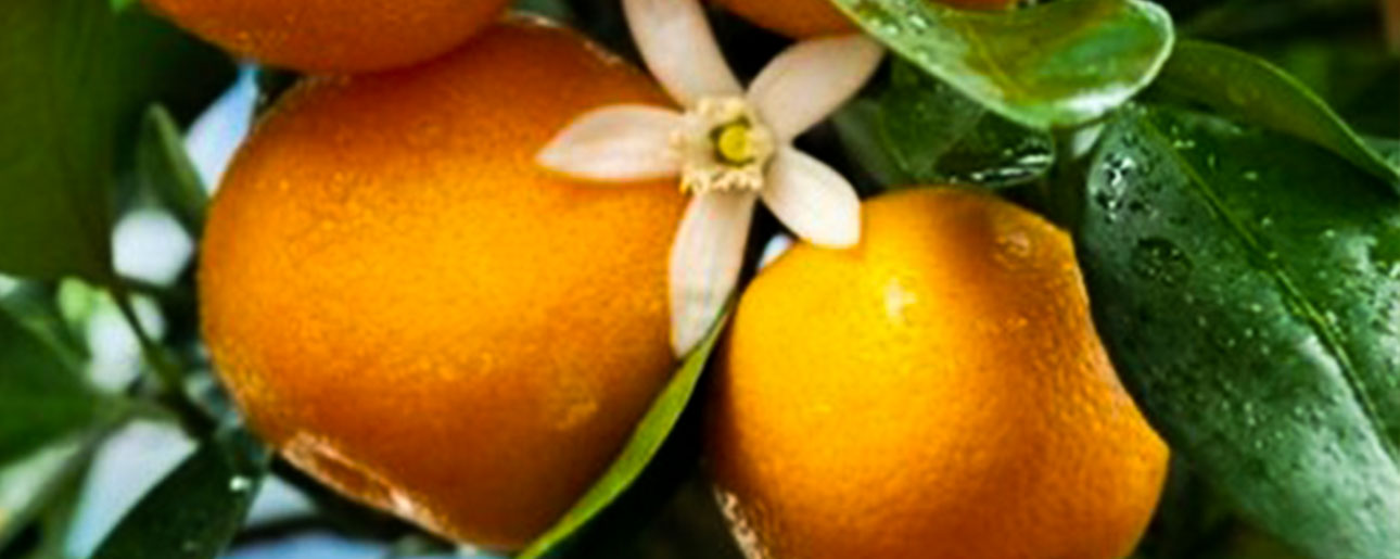 Prices coming down on Florida mandarins and oranges