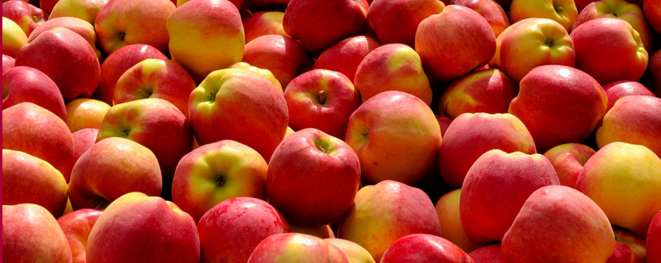 Report shows Ambrosia tops in apple sales growth
