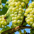 Table grapes campaign is about to start in Egypt
