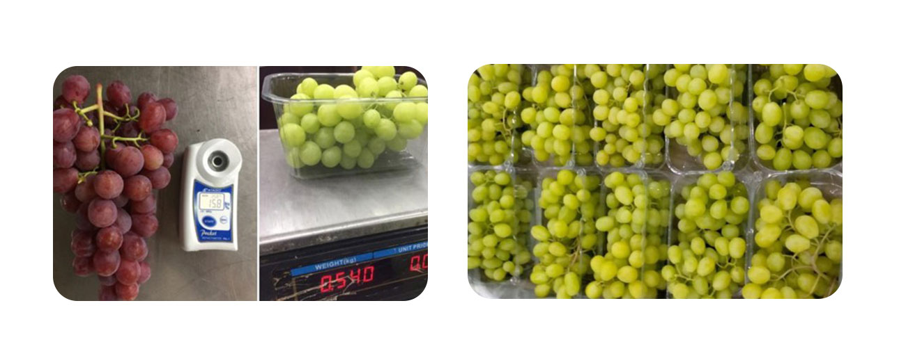 TOKBA TRADINGTable grapes campaign is about to start in Egypt