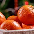 Iranian citrus season starts with tangerines